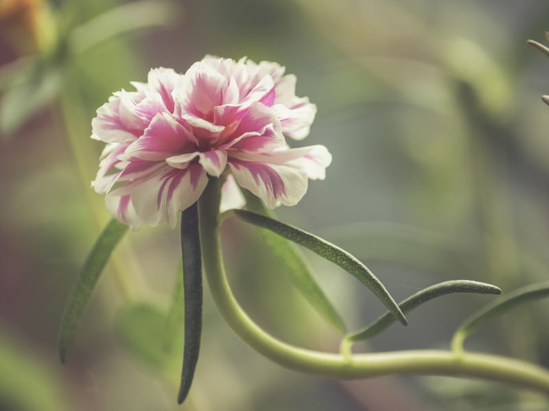 FLOR SOLITÁRIA ROSA III