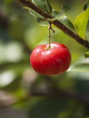 ACEROLA VERMELHA II