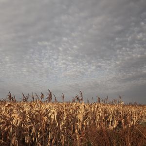 MILHARAL & NUVENS