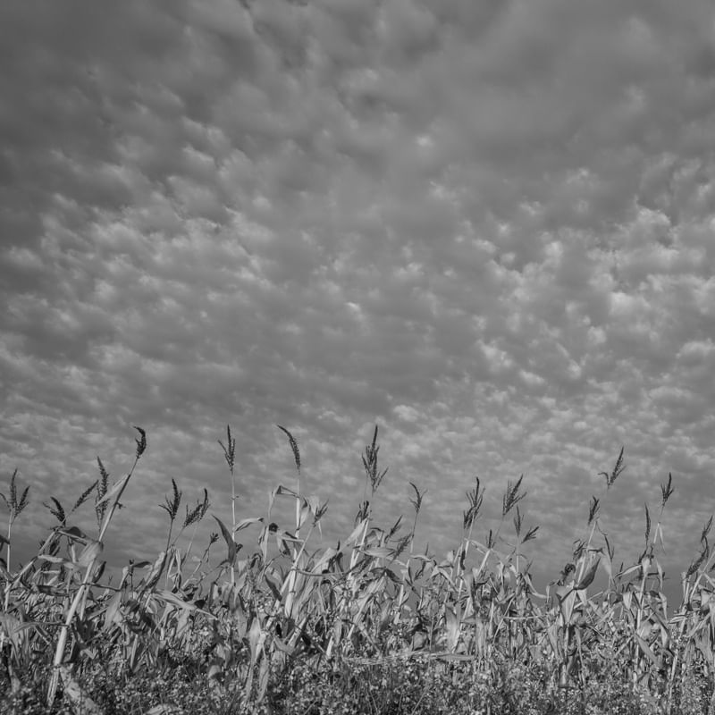 NUVENS SOBRE O MILHARAL