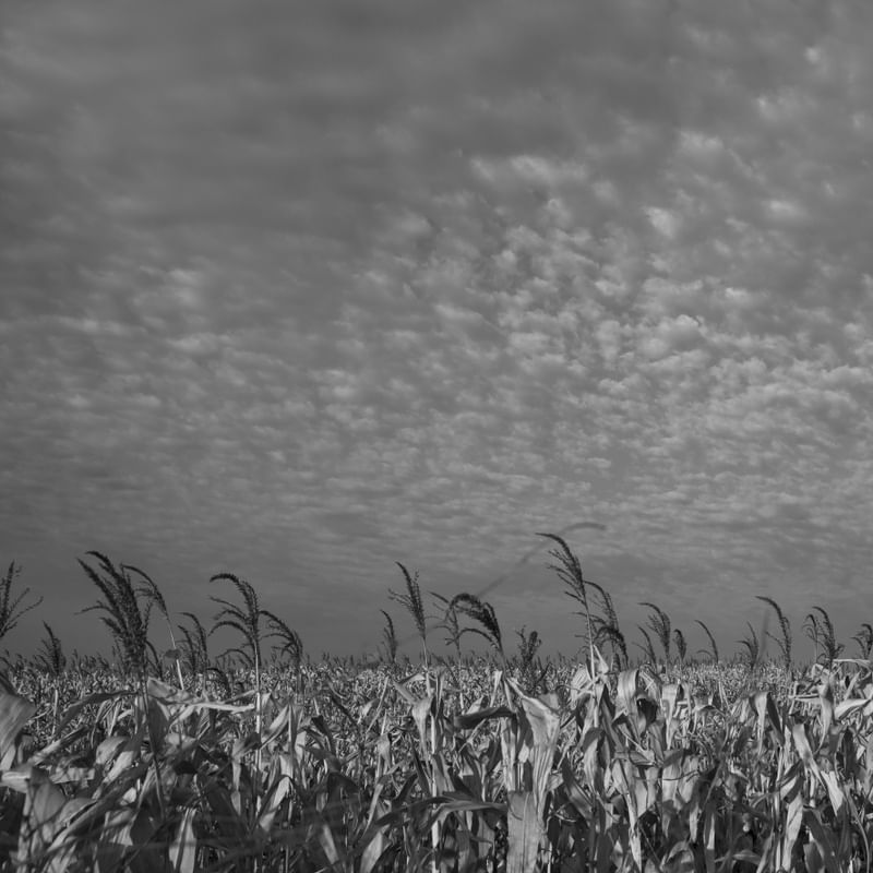 ENTRE PAISAGENS DO CAMPO