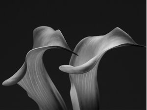 TWIN TULIPAS