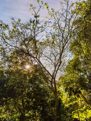 RAIOS DE SOL E NATUREZA