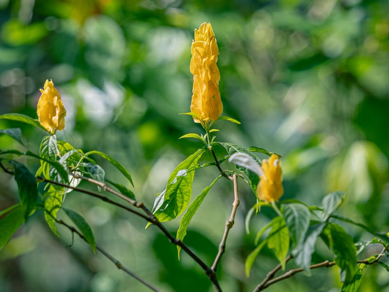 JARDIM AMARELO