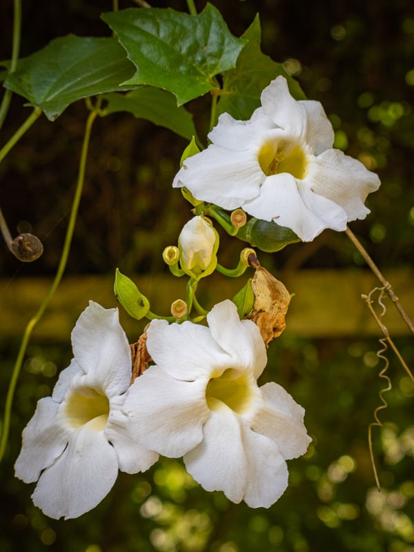 FLORES BRANCAS NO JARDIM