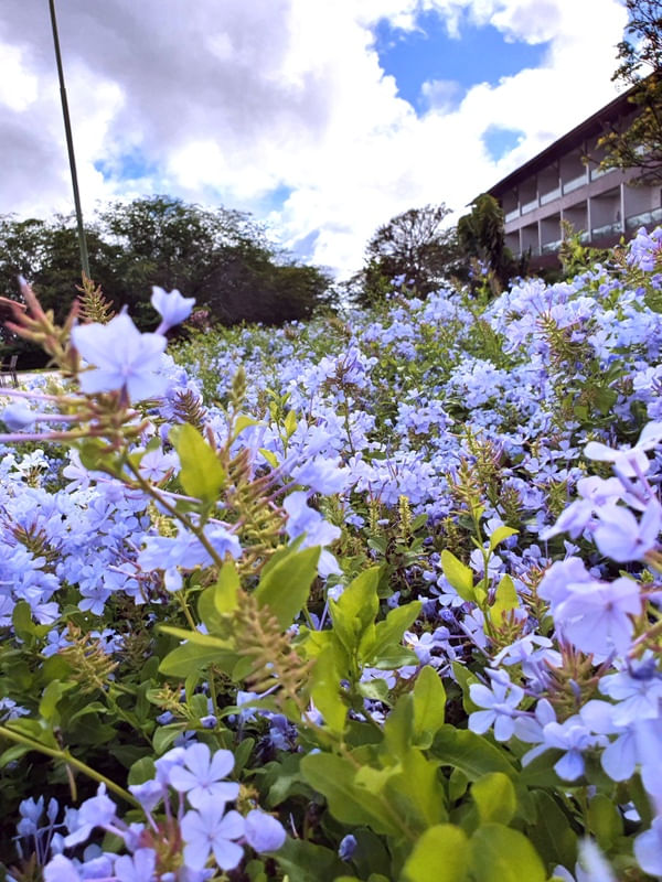 ROXO LILAS