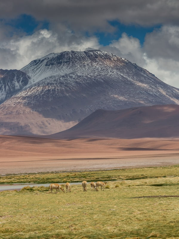 UM GRUPO DE VICUÑAS