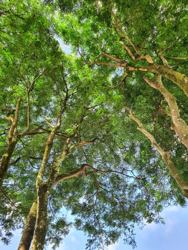 AZUL DA ARVORE