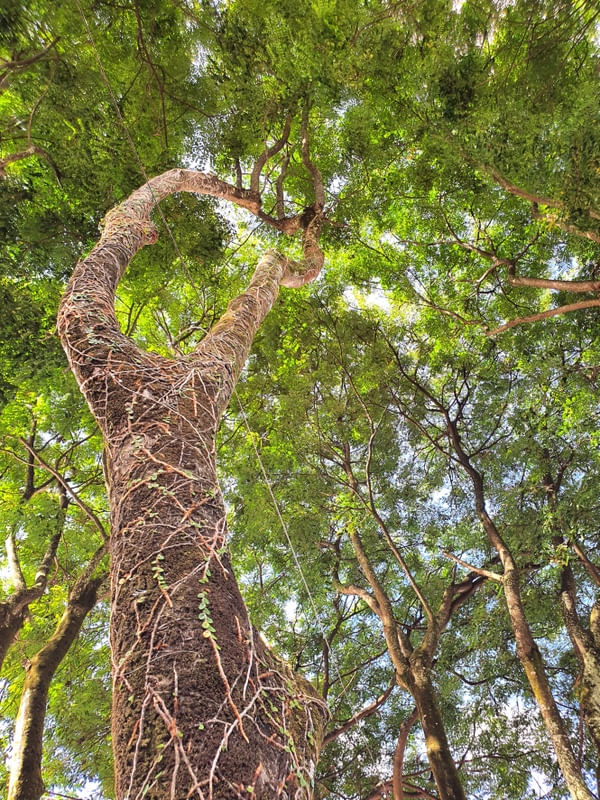 VERDE DE ARVORE