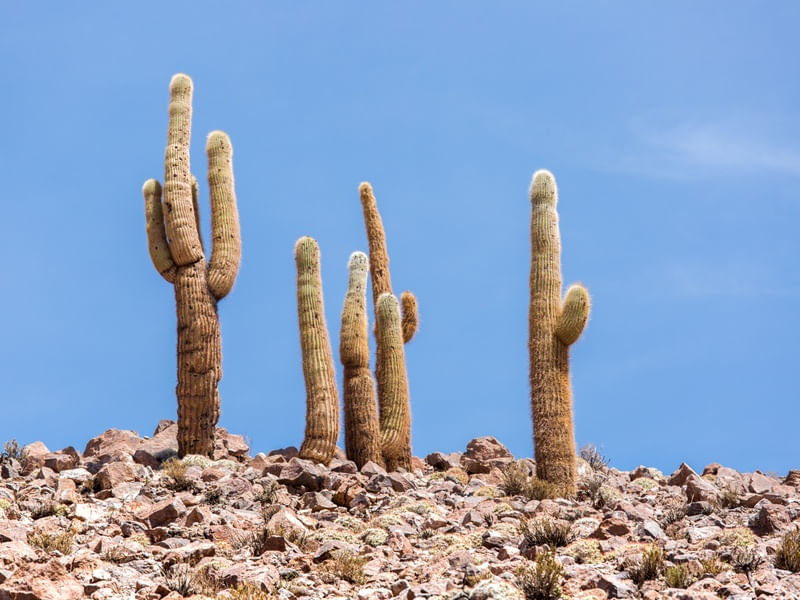 CACTOS E AS PEDRAS