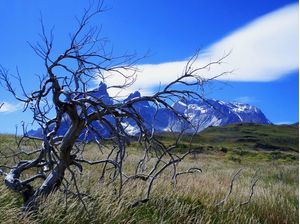 A ÁRVORE DA PATAGÔNIA