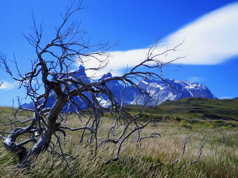 A ÁRVORE DA PATAGÔNIA