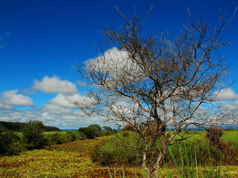 CAMINHO PANTANEIRO