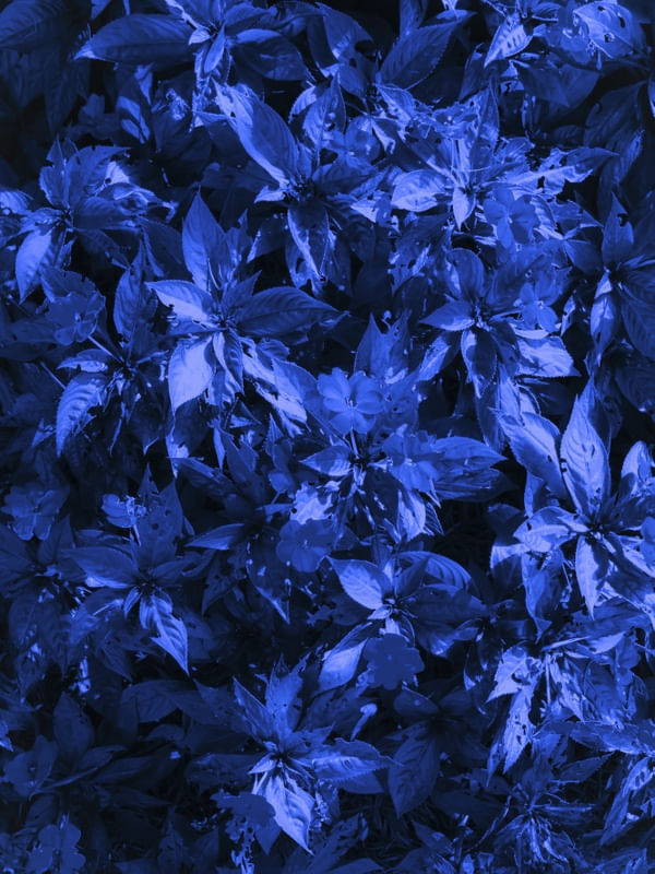 MOONLIGHT GARDEN