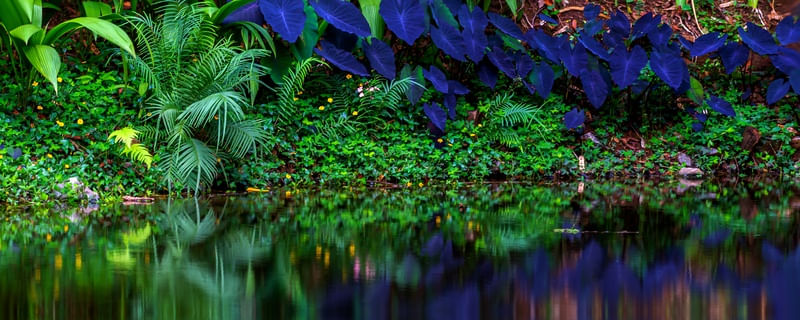 PANORAMICA COM FLORES EM AZUL