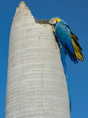 A LIBERDADE DA ARARA
