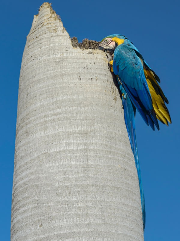 A LIBERDADE DA ARARA