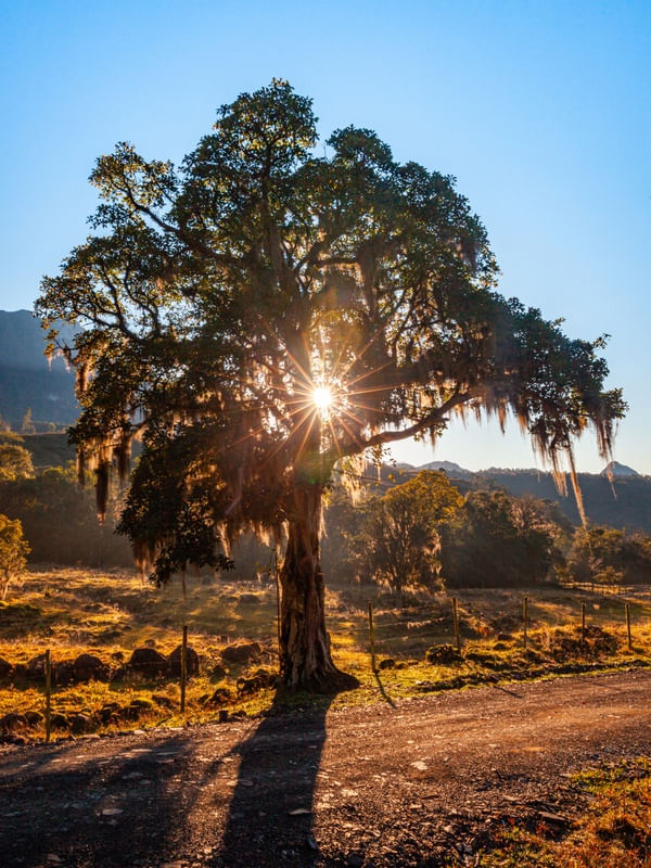 NASCER DO SOL NA ÁRVORE