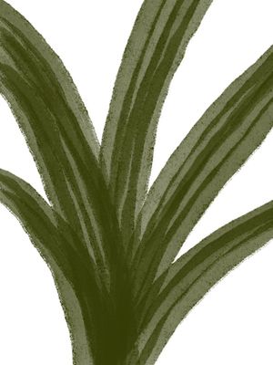 PLANTA COROA