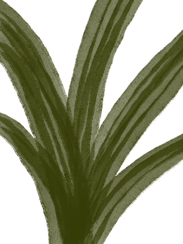 PLANTA COROA