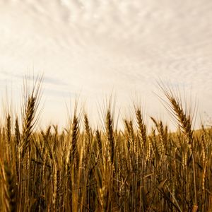 O TRIGO DOURADO