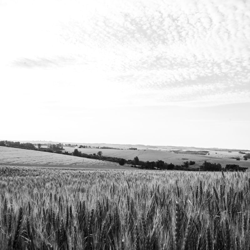 PAISAGEM - TRIGO II