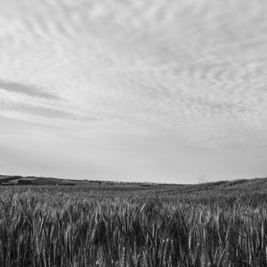 O CAMPO DE TRIGO