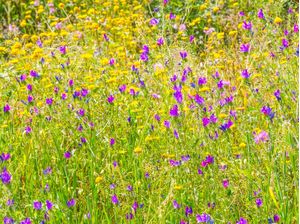 FLORES SILVESTRES 1