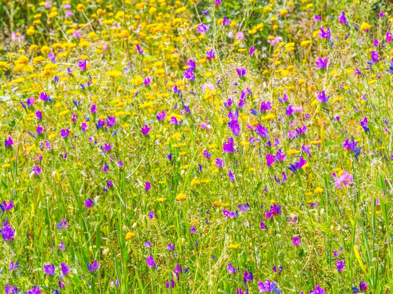 FLORES SILVESTRES 1