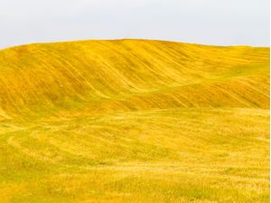 CAMPO DE FENO EM PORTUGAL
