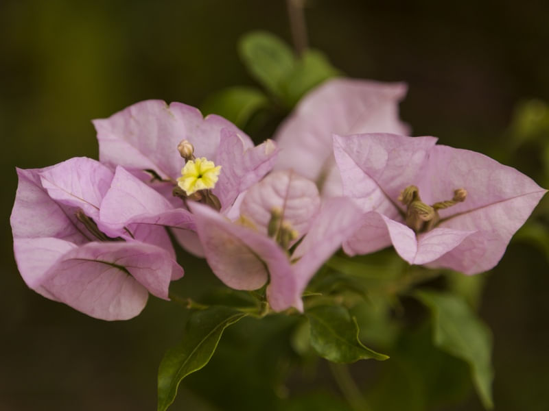 BOUGAINVILLEA II