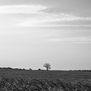 PAISAGEM NO CAMPO PB