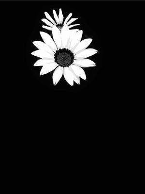 FLOR GAZANIA AMARELA