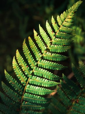 FOLHAGEM TROPICAL VI