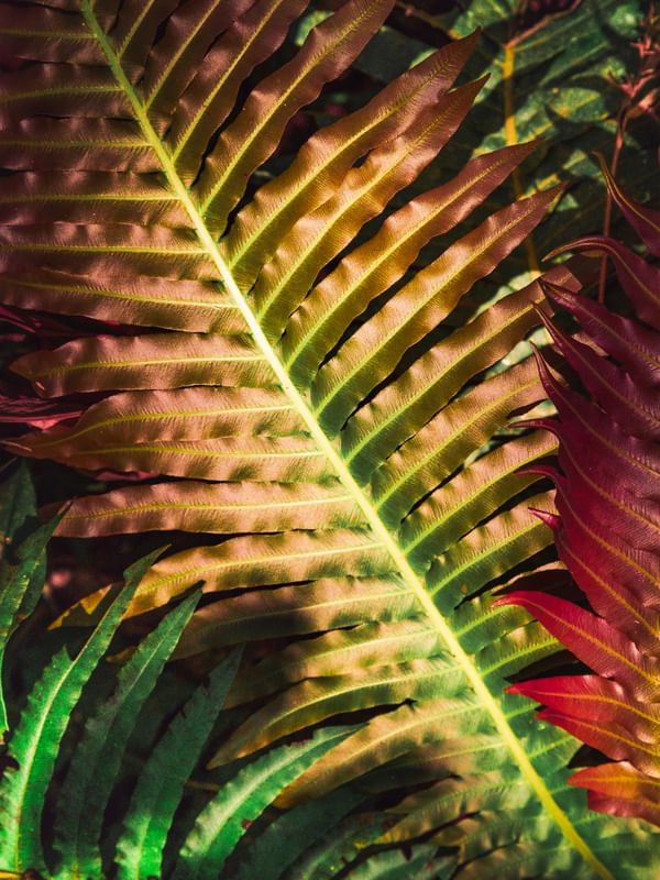 FOLHAGEM TROPICAL VII