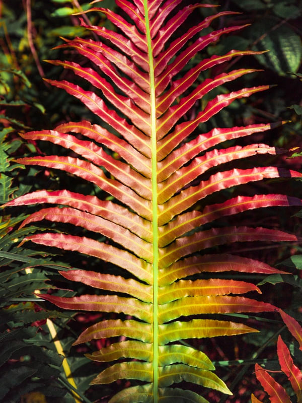 FOLHAGEM TROPICAL VIII
