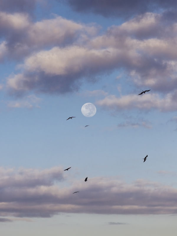 THE PURPLE MOON