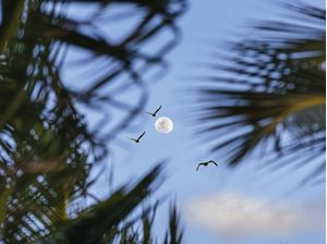 TOWARDS THE MOON