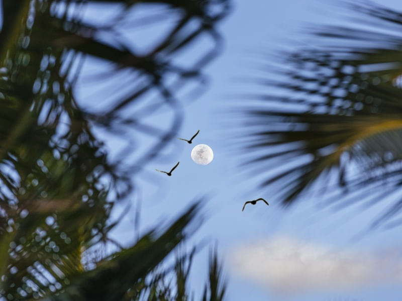 TOWARDS THE MOON