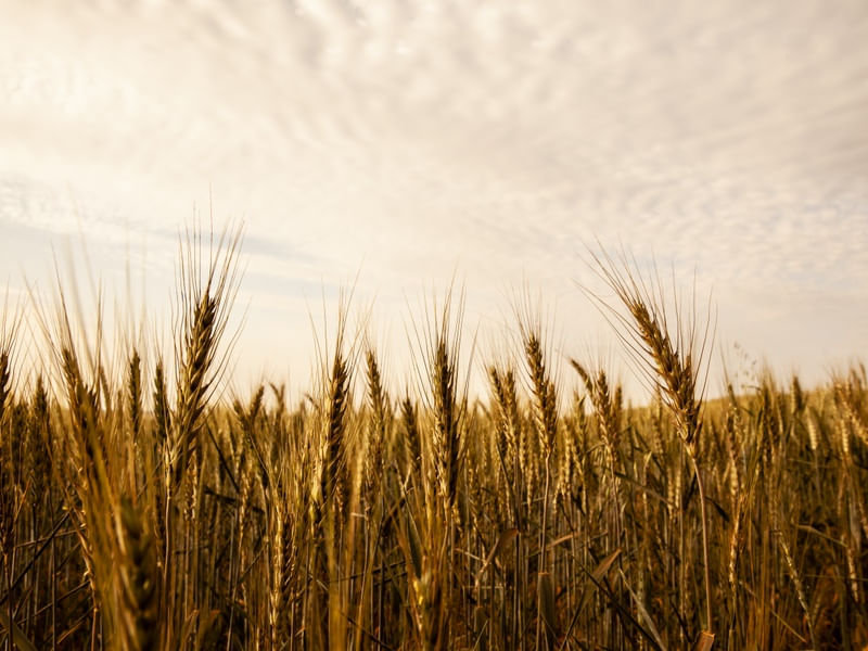 GOLDEN WHEAT I