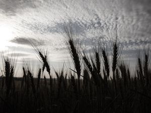 CONTRASTE - TRIGO E CÉU