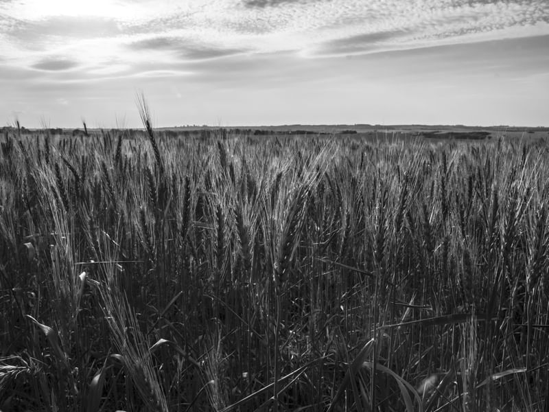 O CAMPO DE TRIGO PB