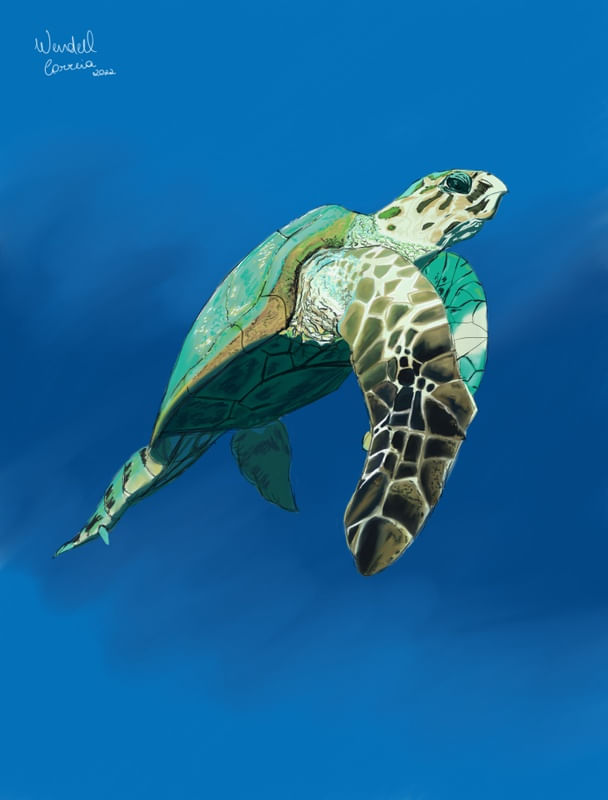 TARTARUGA-DE-PENTE