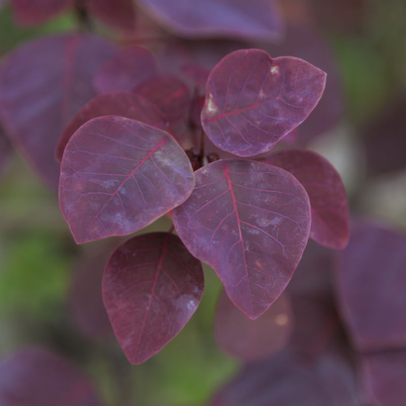 EUPHORBIA COTINIFOLIA