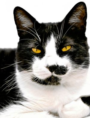 GATO PRETO E BRANCO COM OLHOS AMARELOS