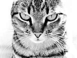 GATA DE OLHAR FIXO, EM BIG CLOSE UP, PRETO E BRANCO