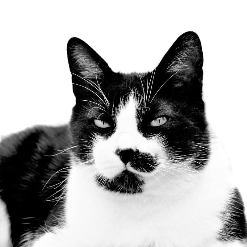 GATO PRETO E BRANCO COM OLHAR PERSPICAZ