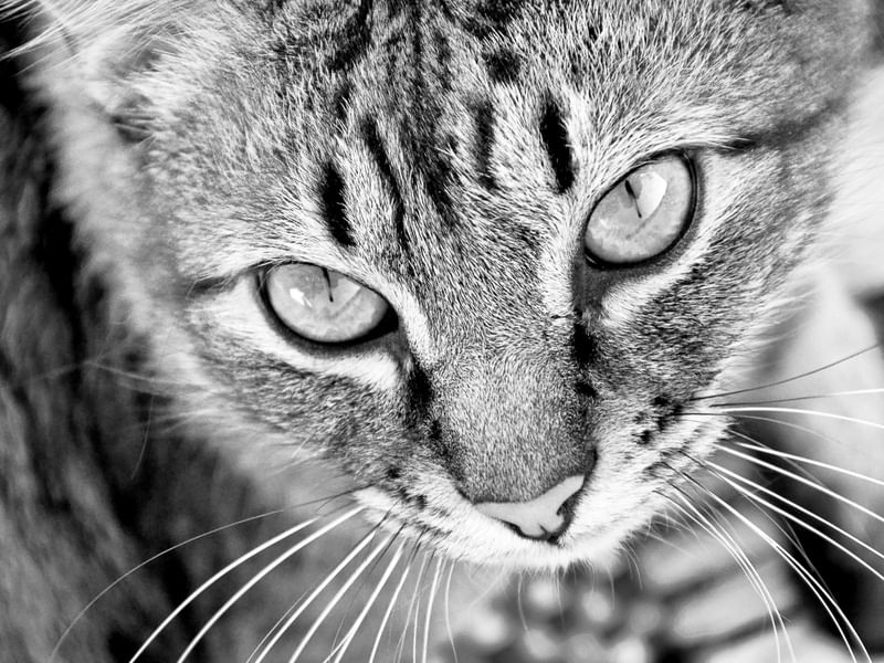GATA LILI OLHANDO PARA A CÂMERA EM BIG CLOSE UP