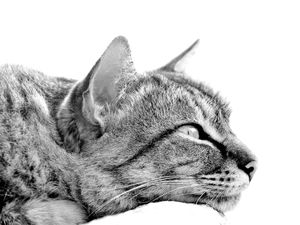 GATO CRISTIAN DEITADO FUNDO BRANCO