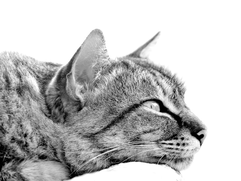 GATO CRISTIAN DEITADO FUNDO BRANCO